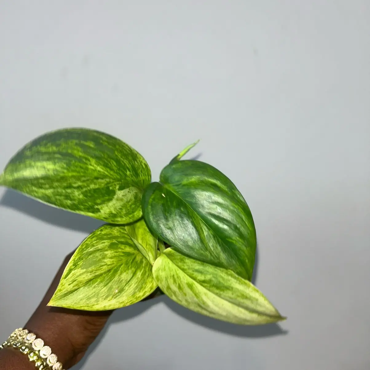 SCINDAPSUS TREUBII MOONLIGHT AUREA VARIEGATED - RUBICON