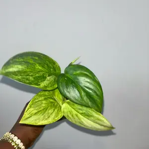 SCINDAPSUS TREUBII MOONLIGHT AUREA VARIEGATED - RUBICON