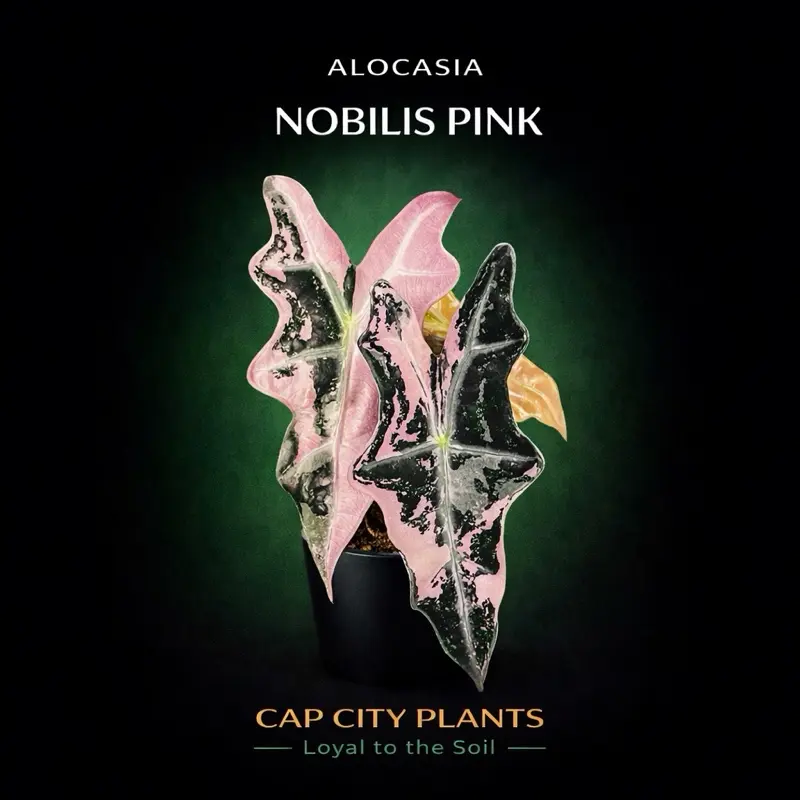 Alocasia Pink Nobilis Tissue Culture