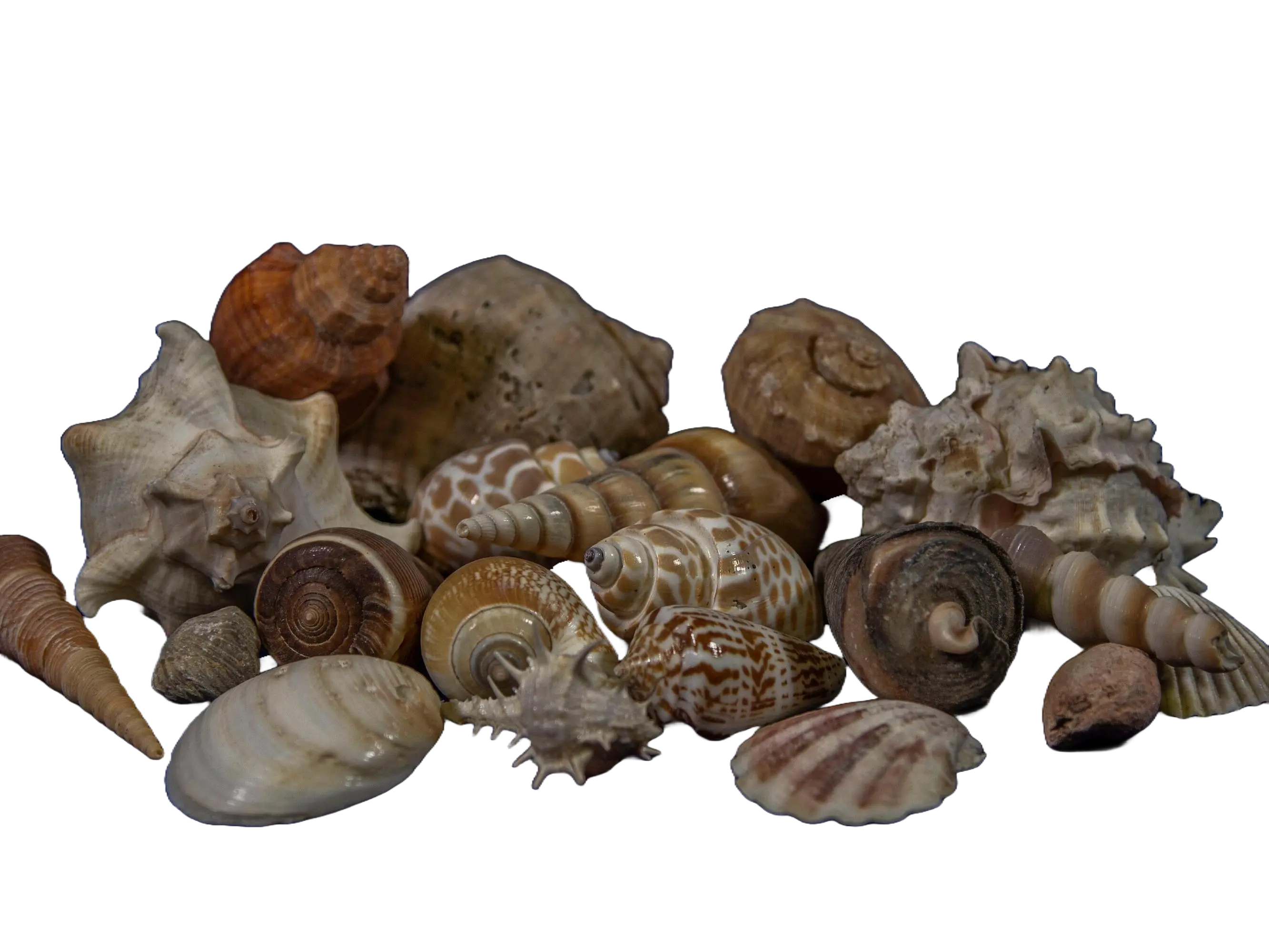 Sea Shells 1/2 Pound Assorted Lot (Small)