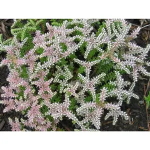 Sedum Seeds - Seastar, STONECROP - Pink Flowers - Ideal for Gardening and Landscaping