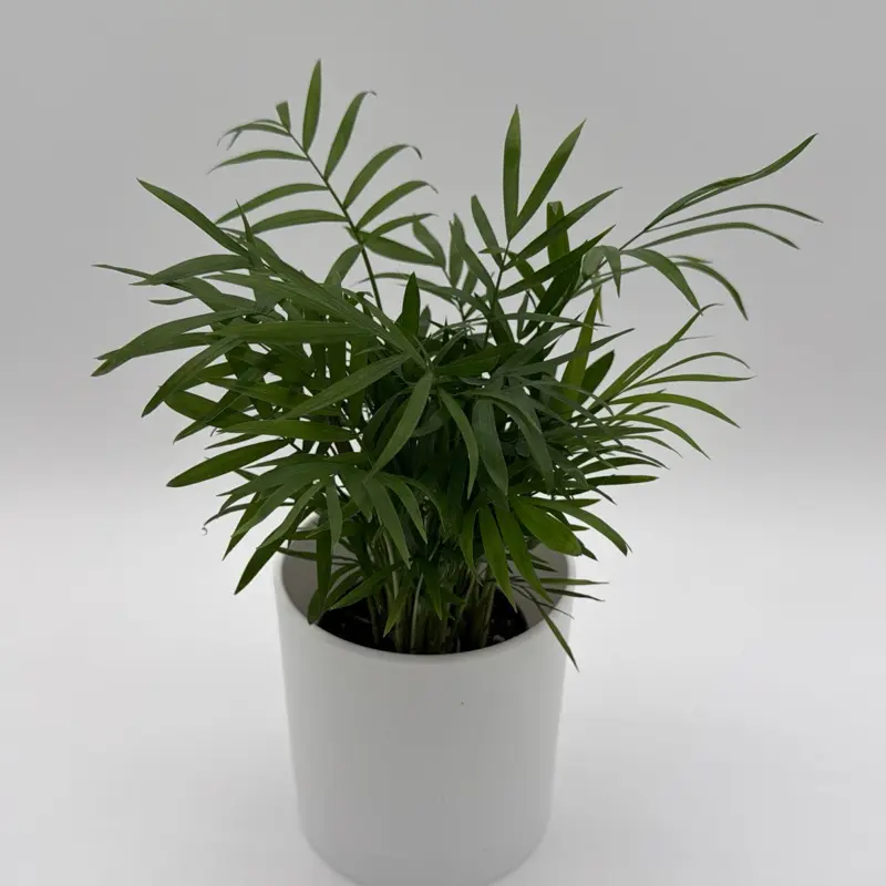 Parlor Palm 4" nursery Pot pet safe Palm Indoor House Plant for Home Decor  Care - TikTok Shop