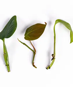 Propagation Starter Bundle