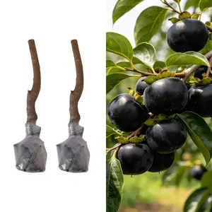 Organic Black Persimmon Tree Sapling for Home Garden | Outdoor Hardy Fruit Tree | Small Fruit Tree Plant for Backyard Planting | Non-GMO, Healthy Fruit Tree
