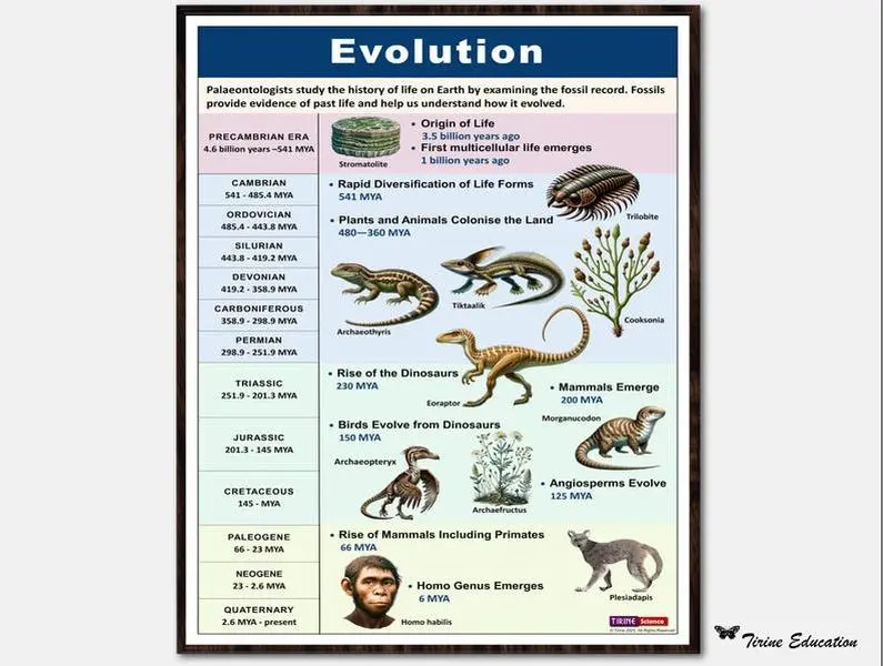 Evolution of Life, Poster, Teaching Resource, Evolution, Biology, Science, Classroom Decor, Middle School, High School Science, Teacher