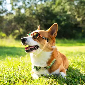 Sunglasses For Dogs - JETSETTER