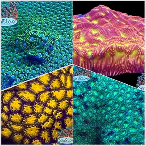 Aquarium Coral-Inspired Decor Custom Set – Reef Tank Display | Choose Your Own Eco Pieces | coralSLover