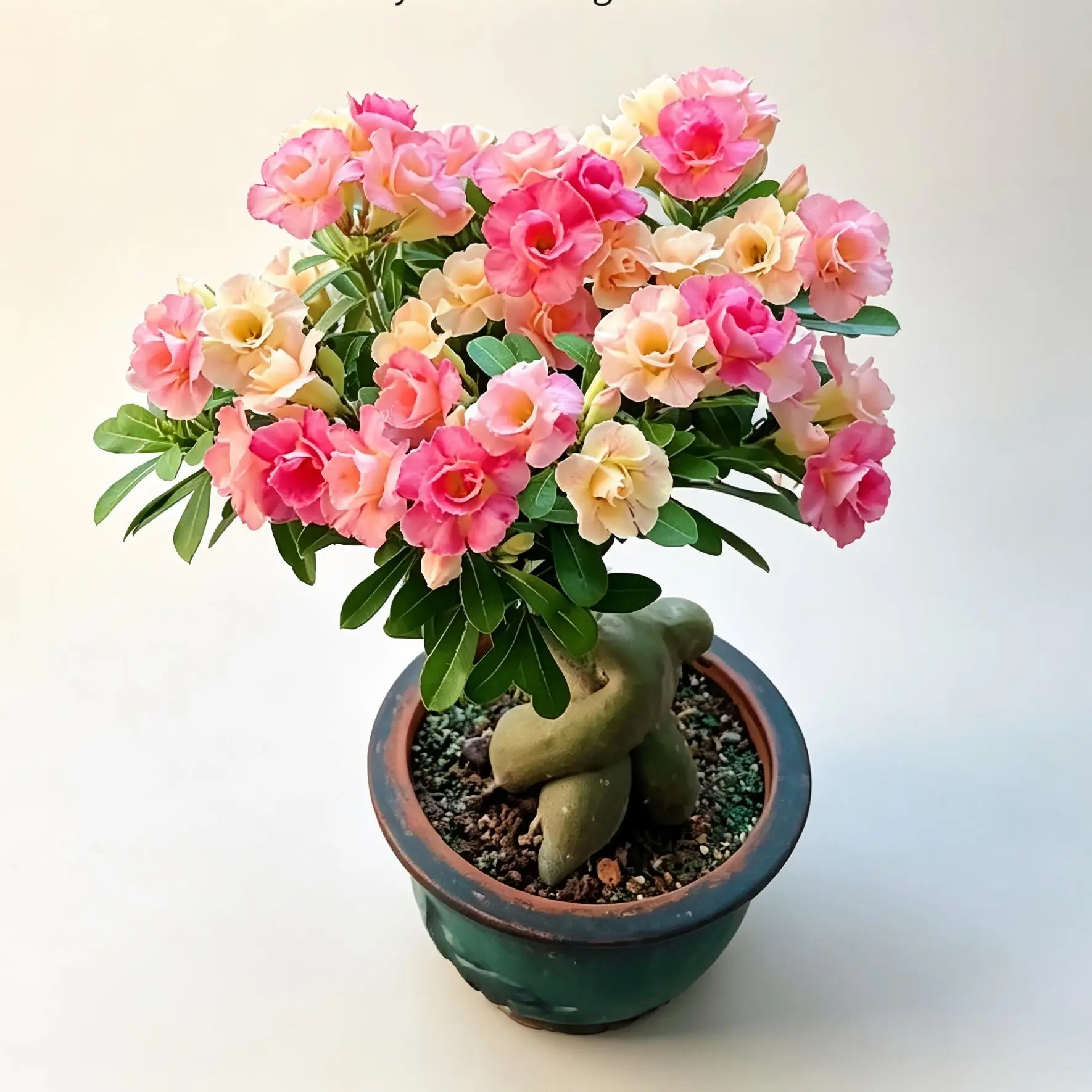 Rose Succulent Caudex Plant, Flowering Rose Shaped Houseplant (Bare Root)