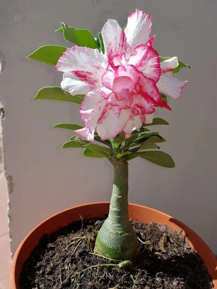 Ornamental Desert Rose Adenium Obesum Caudex Starter Succulent Live Plant, Bloom Producing Houseplant for Patio, Balcony & Garden Use