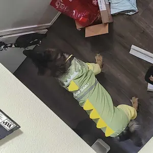 [Hipipet] Playful Dinosaur Dog Raincoat – Waterproof Puppy Poncho with Detachable Tail – Cute & Functional for Wet Walks Large