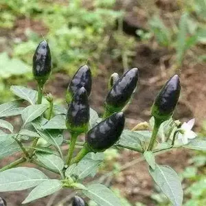 Pepper Seed - Black Pequin - VERY HOT