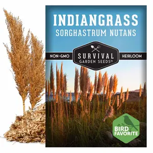 Indiangrass Seeds (Sorghastrum nutans) – Native Tall Prairie Grass for Wildlife Habitat, Erosion Control & Fall Color