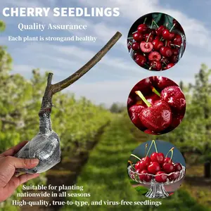 Compact Fast-Growing Cherry Tree Compact Fast-Growing Cherry Tree