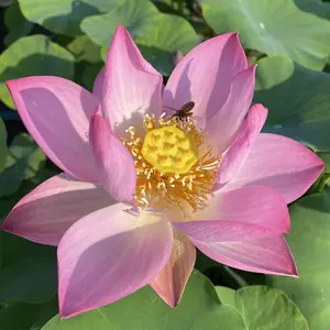 Respected Guest Lotus (Bare Root)