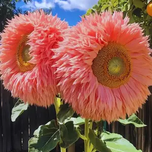 50Pcs Pink Giant Teddy Bear Sunflower Seeds! Extra-large fluffy blooms, charming & unique. Super easy to grow—ideal for gardens, balconies & pots. Thrives with minimal care, perfect for beginners. Add a whimsical touch to your outdoor space!