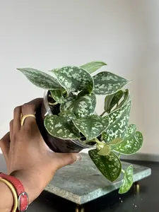 Satin Pothos | Scindapsus pictus, Silver Shimmer Trailing Plant, Rare Vine | 5” Pot | Margaret’s Pink House Polka Dot Begonia | Spotted Foliage Houseplant, Decorative Indoor Plant | 3.5–4” Pot | Margaret’s Pink House