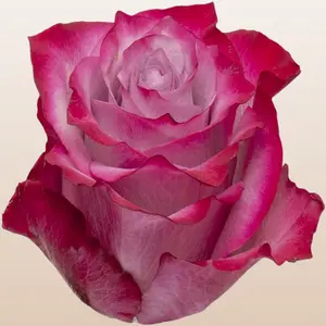 Deep Purple Roses - Premium Ecuador Import 50cm Total Length Non-Hawaii 50 Stems Fresh Bud Form Long Vase Life