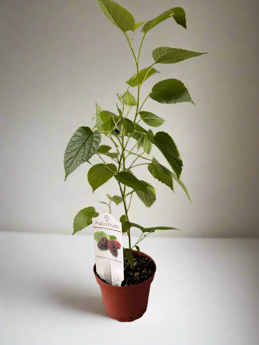 2-Pack Dwarf Patio Everbearing Mulberry Bush Live Plants - Morus Nigra, Low-Maintenance Self-Pollinating Fruit, Pot/Container Growing, Zones 5-10