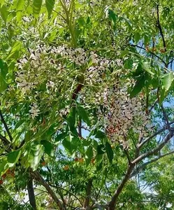 Azadirachta indica | Neem Tree | Indian Cedar | 10 Seeds
