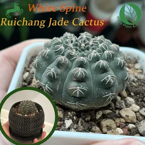 Echinopsis Rebutia pineapple-shaped cactus, round and cute shape, suitable for tabletops, balconies and windowsills, drought-resistant and sun-resistant, low-maintenance perennial succulents, novice-friendly interior decoration greenery