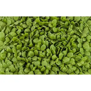 Buttercrunch Lettuce Microgreens - 22,000+ seeds