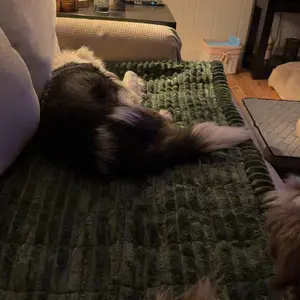 Washable Dog Couch Cover, Fuzzy Pet Couch Cover for 2-Cushion Sofa, Pet-Friendly Non-Slip Sofa Cover