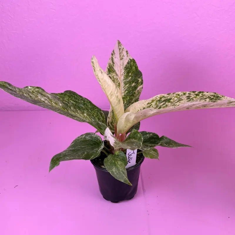RARE Anthurium Hookeri Variegated 4” | Bird's Nest Anthurium | Collector Aroid
