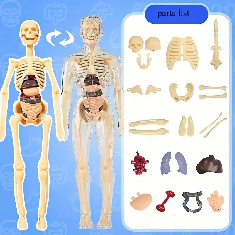 30-Piece Human Anatomy Model Set, Detachable Skeleton & Full Body 30-Piece Human Anatomy Model Set, Detachable Skeleton & Full Body