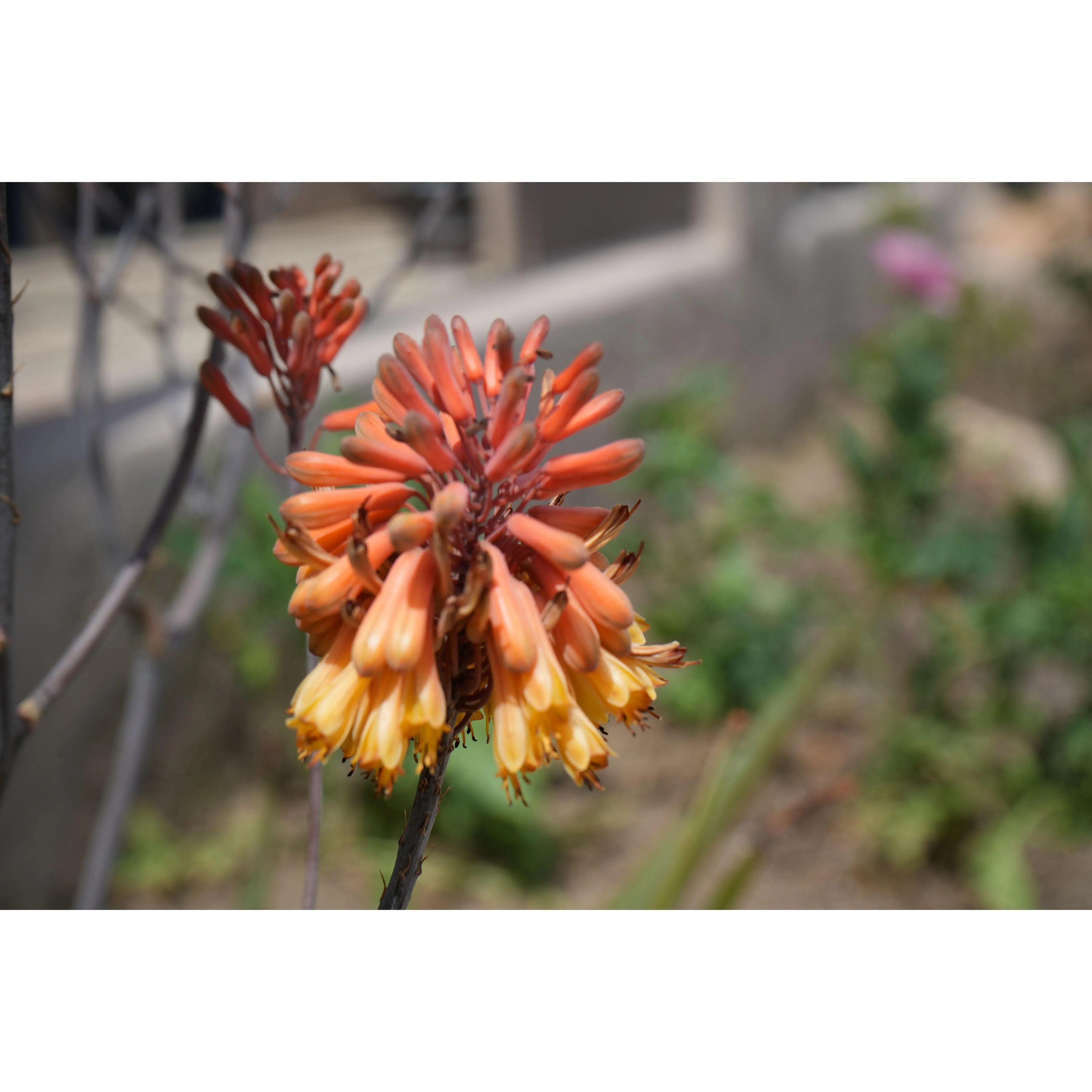 aloe ciliaris Shop 'Climbing Aloe  Aloe ciliaris' Care and Growing Guide