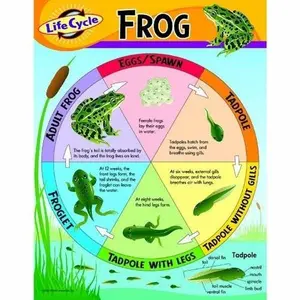 Frog Life Cycle Anchor Chart