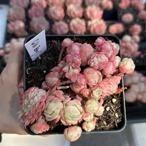 Echeveria 'Gila Berry' Crested(around 3.5''-4”)- Bare Root Succulents - Terra Tales