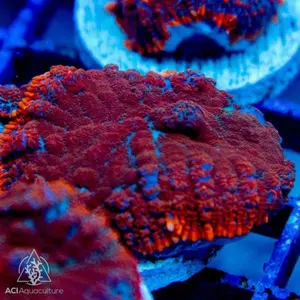 Ultra Rhodactis Bullseye Mushroom