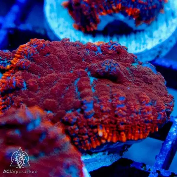 Ultra Rhodactis Bullseye Mushroom