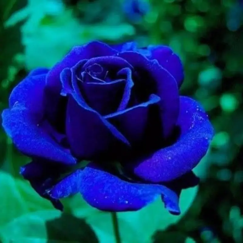 Blue rose seed hybrid Rare rose seed perennial shrub garden pot