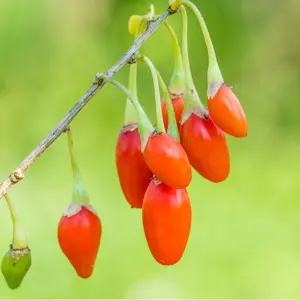 Goji Berry Live Plant for Growing - One Year Old Seedling, Well Rooted