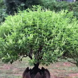 Holy Basil (Ocimum tenuiflorum) Organic Seeds – Tulsi Medicinal Herb for Ayurvedic Use, Herbal Teas, and Pollinator-Friendly Gardens