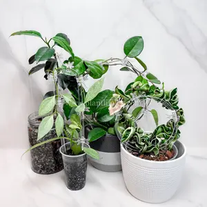 Acrylic Transparent Trellis - Round or U-Shape - 2 Pack or 4 Pack - Clear or Iridescent