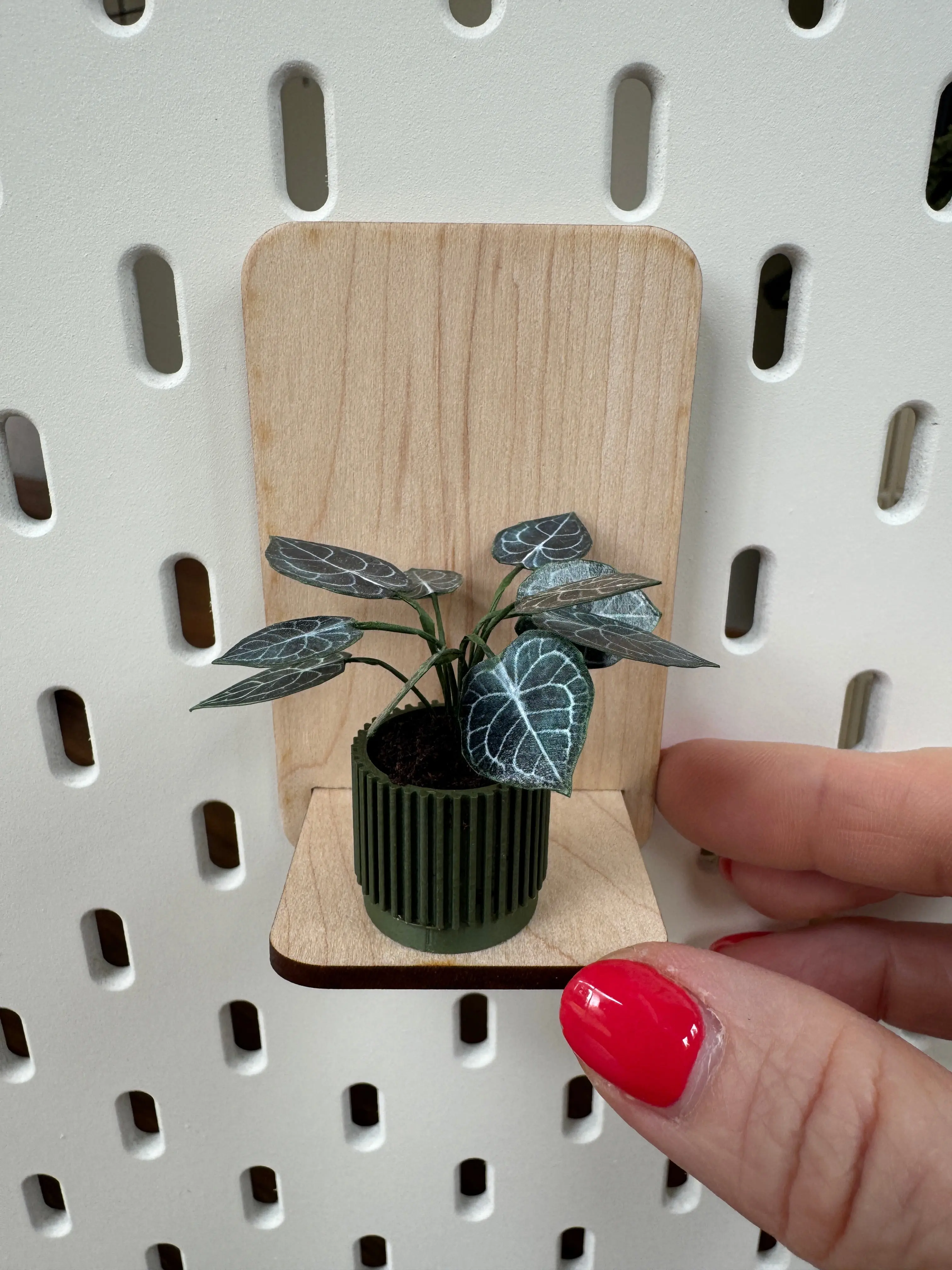 Anthurium Miniature Plant