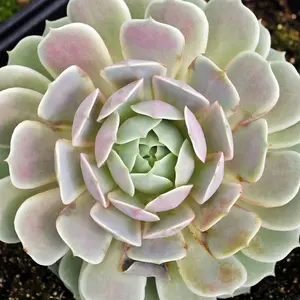 Live Echeveria Lola Plant - Lola Plant - Rooted Succulent Plant - Easy Care Succulent Plant - 4 Inch Pot