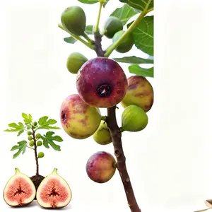 High-quality green fig seedlings, sweet and juicy fruit, compact plant type, high-yield variety, suitable for garden terrace planting, easy maintenance