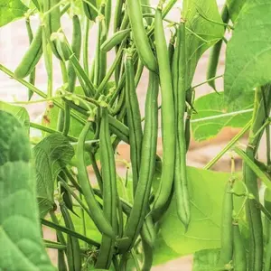 TomorrowSeeds - Blue Lake FM1K Green Bean Seeds -  (Pole) Non GMO Stringless Vine Runner Beans FM-1K Garden Wax Bean Vegetable Seed 2024 Season