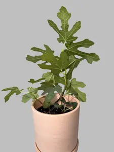 Chicago Hardy Fig - Ficus carica - Cold Hardy - Zones 6 to 10 - Easy to Grow - Compact Fruit Tree - Organic Container Gardening Fruit Yield Organic Compact