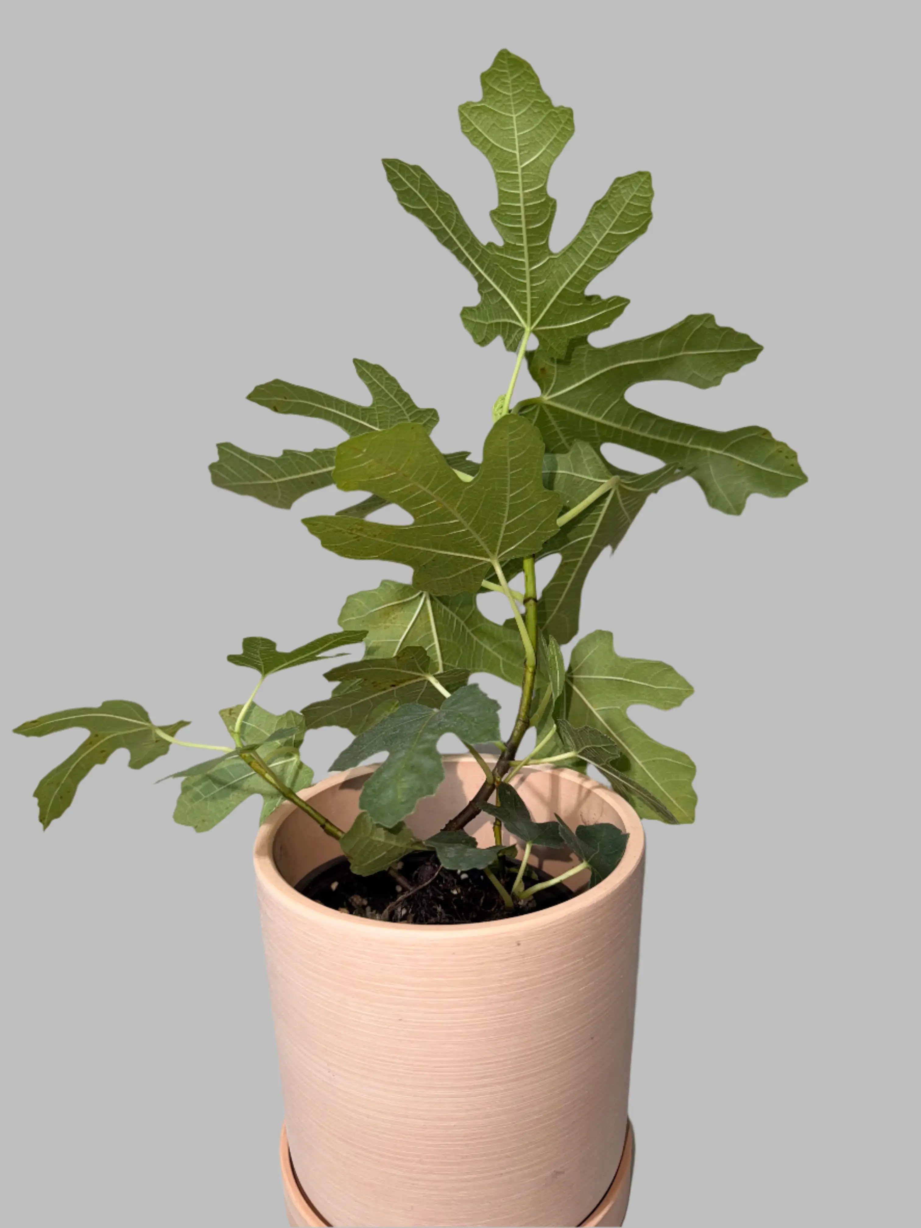 Chicago Hardy Fig - Ficus carica - Cold Hardy - Zones 6 to 10 - Easy to Grow - Compact Fruit Tree - Organic Container Gardening Fruit Yield Organic Co