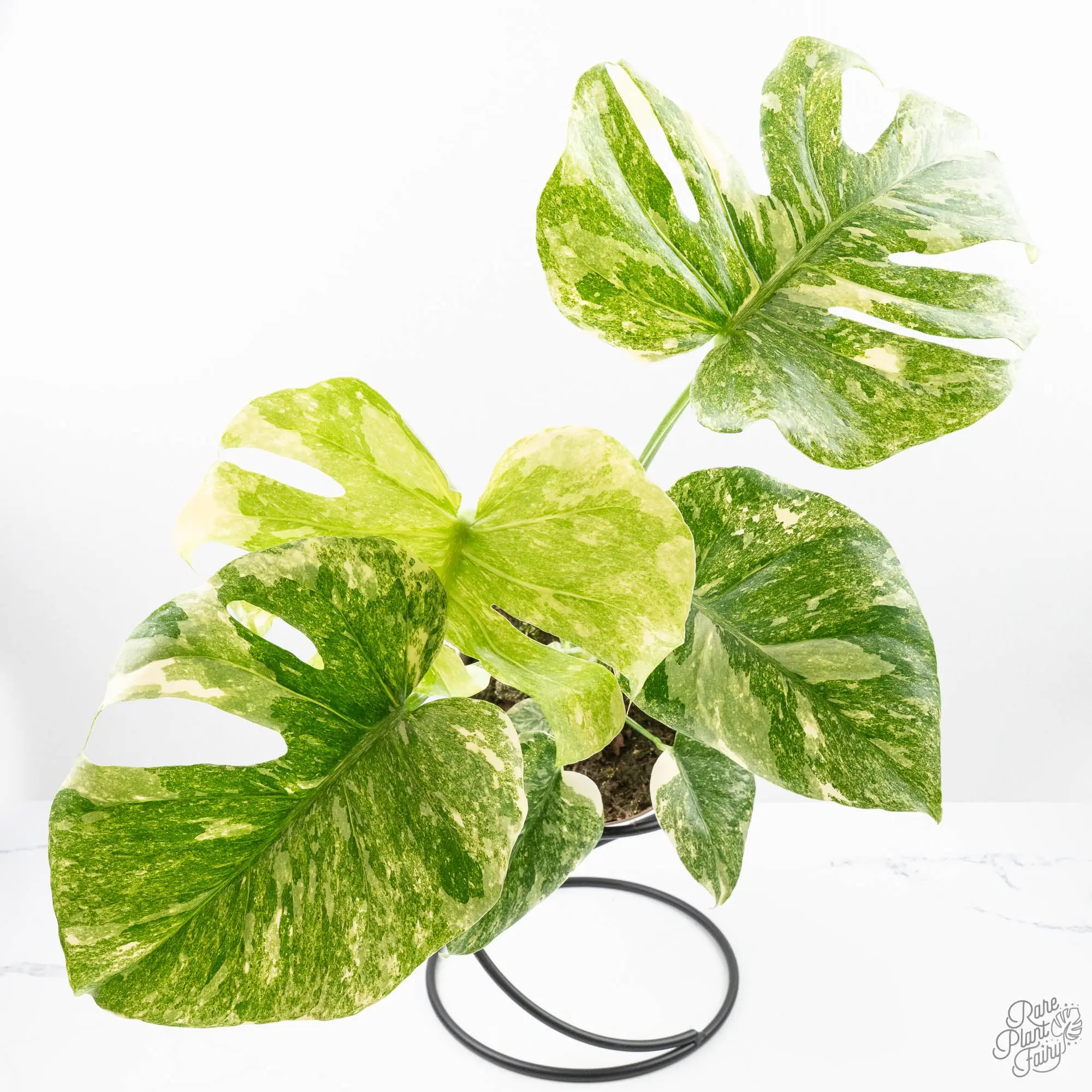 Monstera Deliciosa 'Thai Constellation' Green Snow *Grower's Choice*