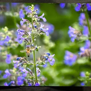 Local Photographer's Purple Flowers 8x10 Glossy Print on Card Stock Featuring Bee on Floral Photo