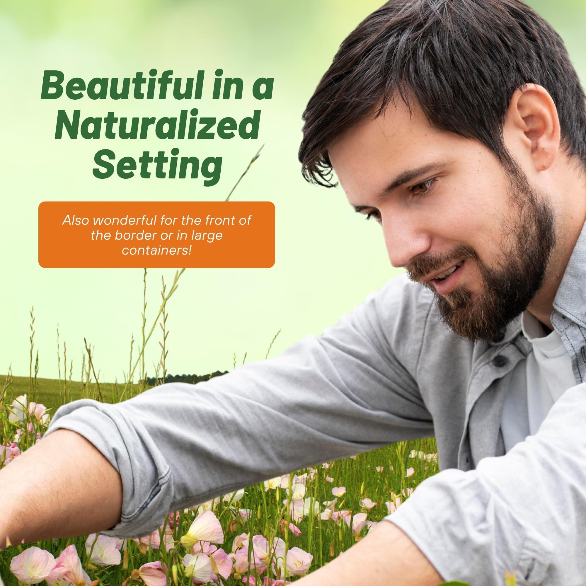 Outsidepride Showy Evening Primrose Seeds - 5000 Pcs Perennial, Hardy, Easy to Grow & Low Maintenance Flower Seeds for Planting Vibrant Soft Pink Blooms, for Containers, Borders & Erosion Control