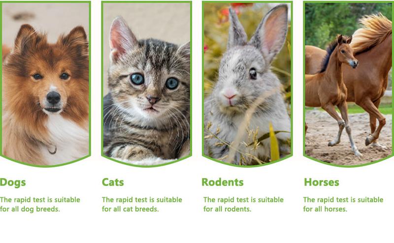 ISENVO 5pcs Canine & Feline GIARDIA Rapid Home Health Test Kit for Dogs & Cats 5 Pack Healthcare Feces Pet Health Quick Accurate Diagnosis Comprehensive Breed Health Test