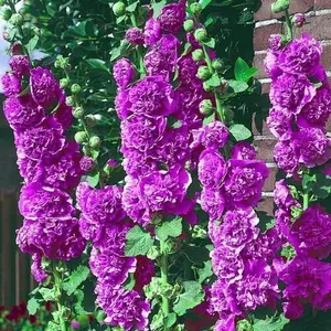 Green River 25 Double Violet Hollyhock Seeds - Flower Seed Pack, Tall Perennial Bloom, Cottage Garden Favorite, Rare Seeds for Pollinator Plants, Hardy Flower Seeds for Outdoor Planting