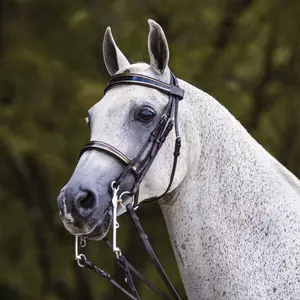 Joseph Sterling Kiesner Comfort Show Bridle