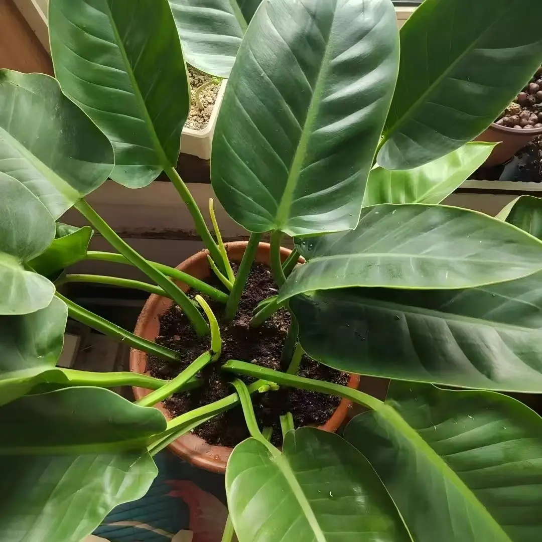 Green Princess Philodendron potted plant, a low maintenance shade tolerant indoor plant used for home decoration